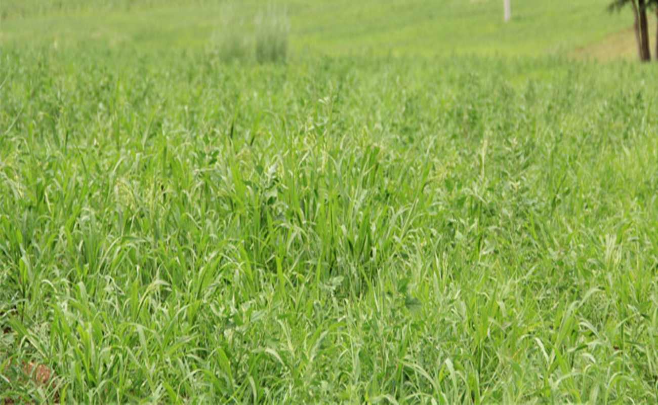 优质披碱草种子四季养殖牧草种子披碱草种子批发垂穗披碱草